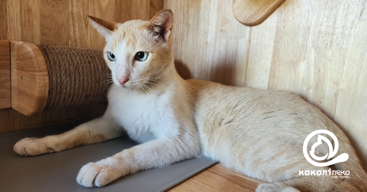 น้องทองคำ แมวตัวลูกค้าสายพันธุ์ไทย Checkin ที่โรงแรมแมว Kokoni Nekko