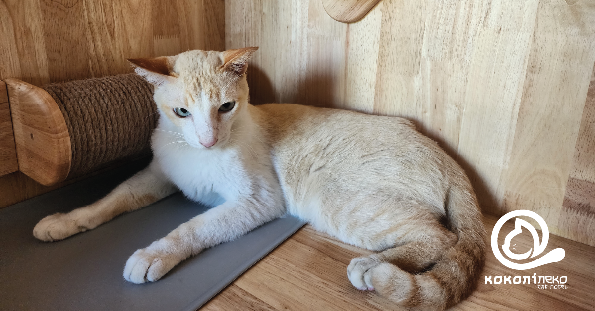 น้องทองคำ แมวตัวลูกค้าสายพันธุ์ไทย Checkin ที่โรงแรมแมว Kokoni Nekko