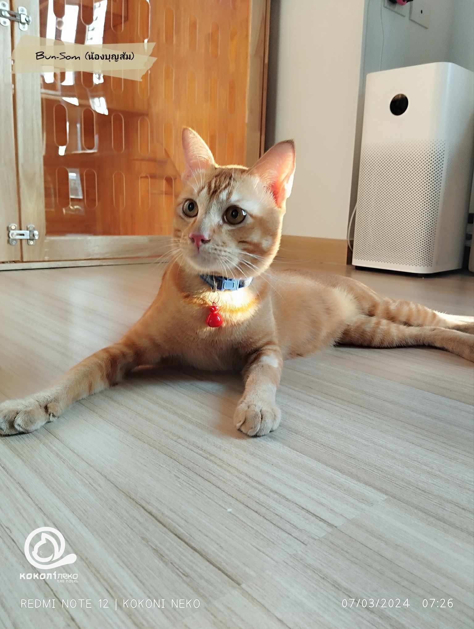 ยินดีต้อนรับน้องบุญส้ม! แขกสุดพิเศษที่ Kokoni Neko Cat Hotel