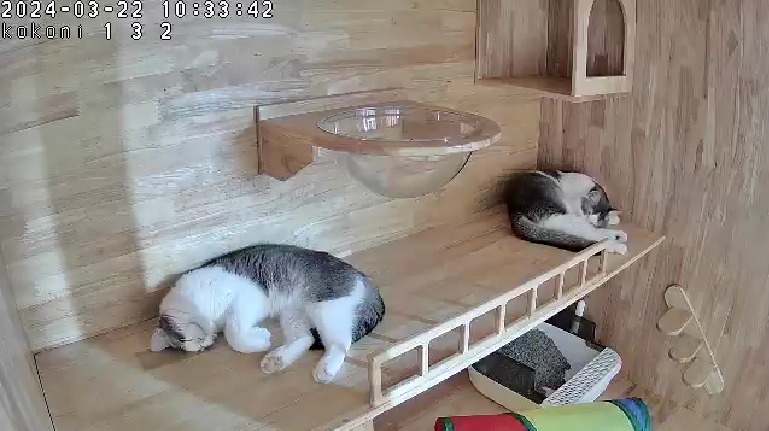 กล้องวงจรปิดสำหรับโรงแรมแมว: มองเห็นน้องแมวของคุณได้ทุกที่ทุกเวลา