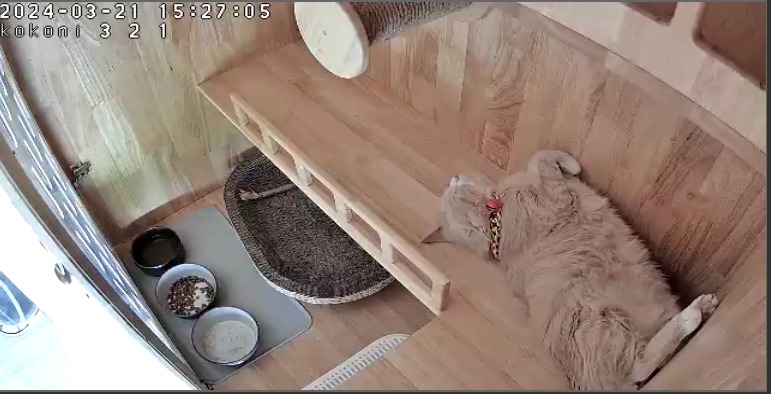 กล้องวงจรปิดสำหรับโรงแรมแมว: มองเห็นน้องแมวของคุณได้ทุกที่ทุกเวลา